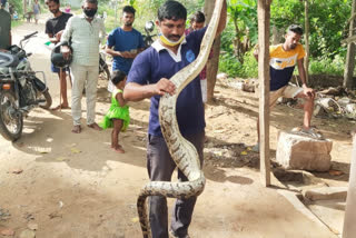 పెందుర్తిలో పాముల హల్​చల్