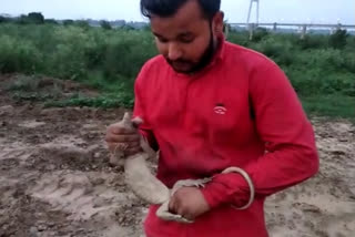 sarp mitra ankit rescued goh in prayagraj