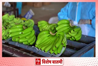 jalgaon gi certified banana