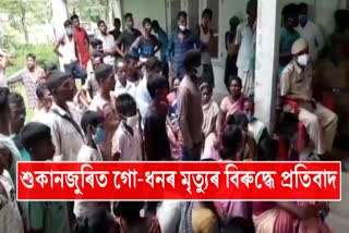 large-number-of-cows-die-in-sukanjuri-tea-state-at-nagaon