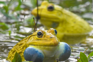 bullfrog found in tamjai nagar at satara