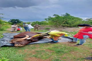 Bison dies in Kanan Pendari Zoo of Bilaspur