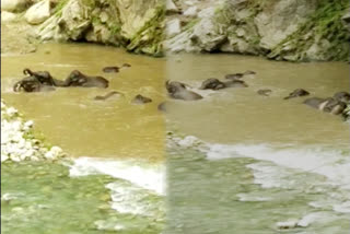 herd-of-elephants-having-fun-in-khoh-river-kotdwar