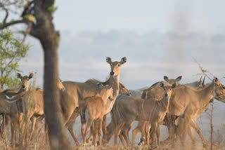 Rare Nilgai deer