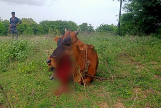 cow injured by country bomb in thirupathur