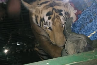 जंगल से भटक कर आए बंगाल टाइगर को वन विभाग की टाम ने पकड़ा
