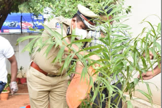 Rachakonda CP Mahesh Bhagwat planted seedlings on the occasion of his birthday