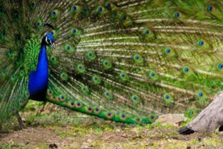 Peacock became the center of attraction in Van Vihar