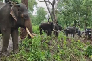 கூடலூர் பகுதியில் பிடிபட்ட காட்டு யானை மரக்கூண்டில் அடைப்பு!