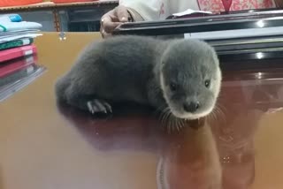 eurasian otter found in korba