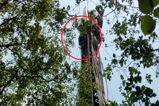 man-climbed-on-60-feet-high-mobile-tower-in-pushp-vihar-delhi