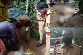 വന്യജീവി ശല്യം  വന്യജീവി ആക്രമണം  Wildlife disturbance  Wildlife violence  Wildlife disturbance in Kothamangalam  കോതമംഗലത്ത് വന്യജീവി ശല്യം  എറണാകുളം  എറണാകുളം വാർത്ത  ernakulam  ernakulam news  Kothamangalam  Wildlife  വന്യജീവി