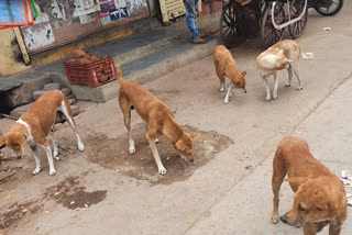terror of stray dogs in Dhamtari