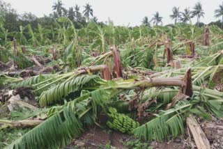 Tauktae cyclone માં ઉનાળુ પાક તેમજ બાગાયતી પાક નુકશાની સહાયની 46 કરોડ 37 લાખ ચૂકવણી થઈ