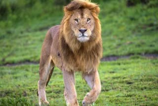 lion