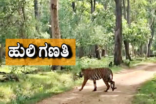 tiger census