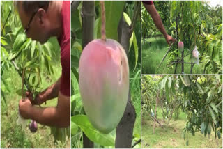 MP couple deploy guards, watchdogs to protect world's most expensive mangoes  miyasaki mangoes  world's expensive mangoes  madhyapradesh couple  അമൂല്യ മാമ്പഴം സംരക്ഷിക്കാന്‍ കനത്ത സുരക്ഷയൊരുക്കി മധ്യപ്രദേശ് ദമ്പതികൾ  ജാപ്പനീസ് മിയസാക്കി മാമ്പഴങ്ങൾ  മിയസാക്കി മാമ്പഴങ്ങൾ  മധ്യപ്രദേശ് ദമ്പതികൾ