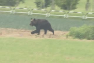 bear shoot dead in sapporo