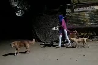 feeding stray dogs