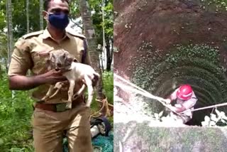 Fireforce rescued a goat  ആട്ടിൻകുട്ടിയെ ഫയർഫോഴ്‌സ്‌ രക്ഷപ്പെടുത്തി  കിണറ്റിൽ വീണ ആട്ടിൻകുട്ടിയെ രക്ഷപ്പെടുത്തി  ആട്ടിൻകുട്ടി  ആട്  Fireforce rescued a goat fallen into a well  goatfell into a well  goat  മലപ്പുറം  മലപ്പുറം വാർത്ത  malappuram  malappuram news  malappuram goat story