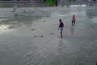 fish coming out of ganga