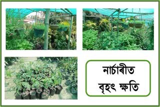 nursery-traders-are-facing-huge-losses-at-pathsala