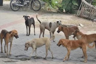 തെരുവ് നായ ആക്രമണം stray dog attack malappuram stray dog attack malappuram news മലപ്പുറത്ത് തെരുവ് നായ ആക്രമിച്ചു മലപ്പുറം വാർത്തകൾ