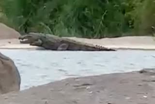 crocodile found near Tungabhadra River near gangavati