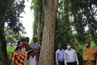 bakula tree selected, senapata bahuta niti, chatudhramurti, ସେନାପଟା ବାହୁଟ ସେଵା, ବଉଳଵୃକ୍ଷ ଚିହ୍ନଟ, ସାକ୍ଷୀଗୋପାଳ ବକୁଳବନ