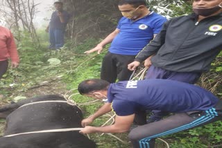 calf rescue