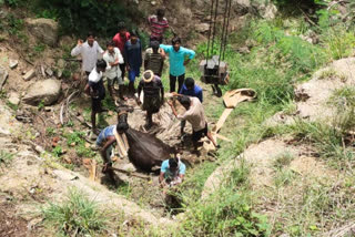 cow that fell into deep well