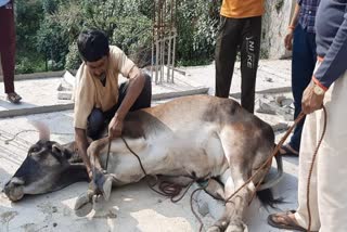 आवारा बैल रेस्क्यू