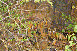 Sawai madhopur,  4 new cubs in Ranthambore