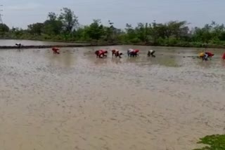 planting paddy in bhopal