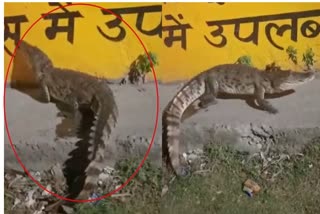 crocodile in Kota city, crocodile video viral