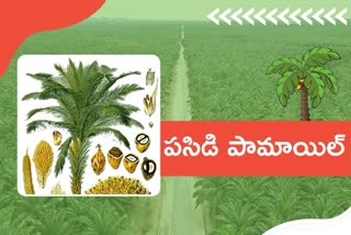Oil palm cultivation, palm oil cultivation, palm oil cultivation in Telangana