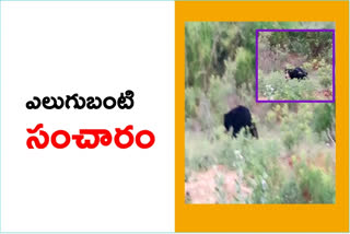 A bear roaming at Handrineva canal