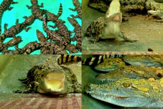 14 crocodile babies born