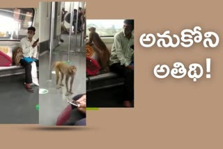 monkey traveling in metro
