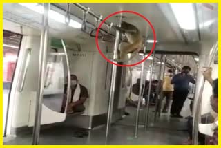 viral video of monkey travelling in delhi metro