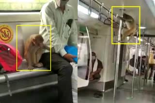 monkey traveling in Metro