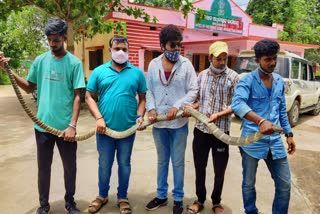 a king cobra rescued in malkangiri