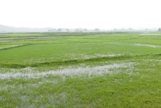 farmers-happy-with-monsoon-rains-in-palamu