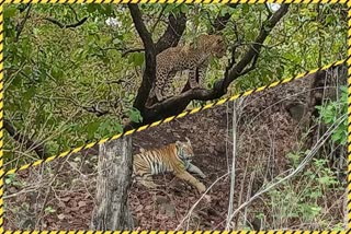 leopard-climbing-on-tree-for-hours-due-to-fear-of-tiger-in-satpura-tiger-reserve