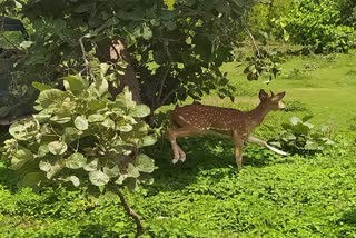 chital came from the forest to the village