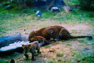 rj_jpr_leopard_cub_05_av_rj10003