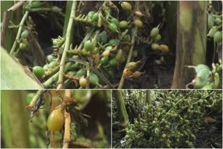 fermentation disease affect cardamom plants in idukki  fermentation disease  cardamom plants in idukki  cardamom farmers  ഇടുക്കിയിൽ ഏലം അഴുകൽ രോഗം വ്യാപകം  ഏലം അഴുകൽ രോഗം  ഏലം കര്‍ഷകര്‍  ഏലം കൃഷി ഇടുക്കി