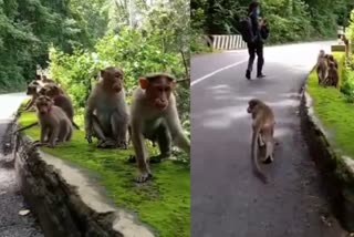 വാനര സംഘം പട്ടിണിയില്‍  monkeys  covid 19  covid 19 restrictions  വിനോദസഞ്ചാരികള്‍