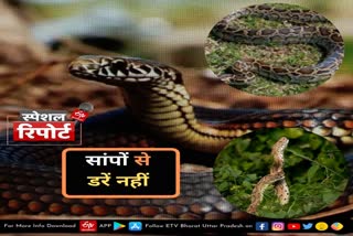 preventive measures for snake bites  snake bites  measures for snake bites  snake species in india  species of snakes  snakes found in India  poisonous snakes in india  snake story  interesting snake story  सांप  सर्पों की प्रजातियां  सांपों की प्रजातियां  पर्यावरण सोसाइटी  एंटी स्नेक वेनम इंजेक्शन  सर्पदंश से बचाव के उपाय  Anti Snake Venom Injection  anti snake bite injection  lucknow latest news in hindi  लखनऊ की ताजा खबर