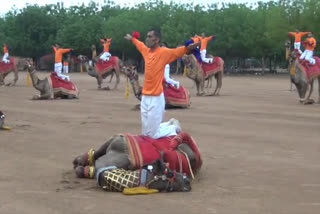 उंटों पर योगासन, yoga asanas on camels